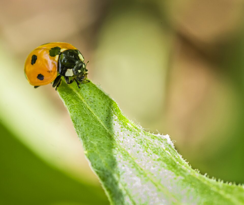 Insect nature pattern