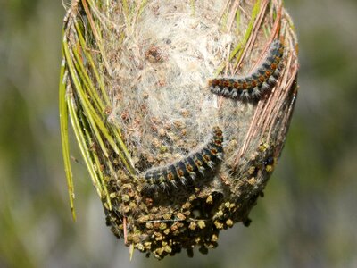 Caterpillar cocoon nest
