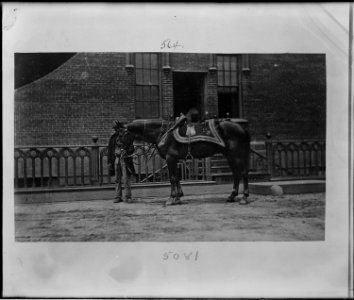 Gen. Ulysses S. Grant's horse - NARA - 529189 photo