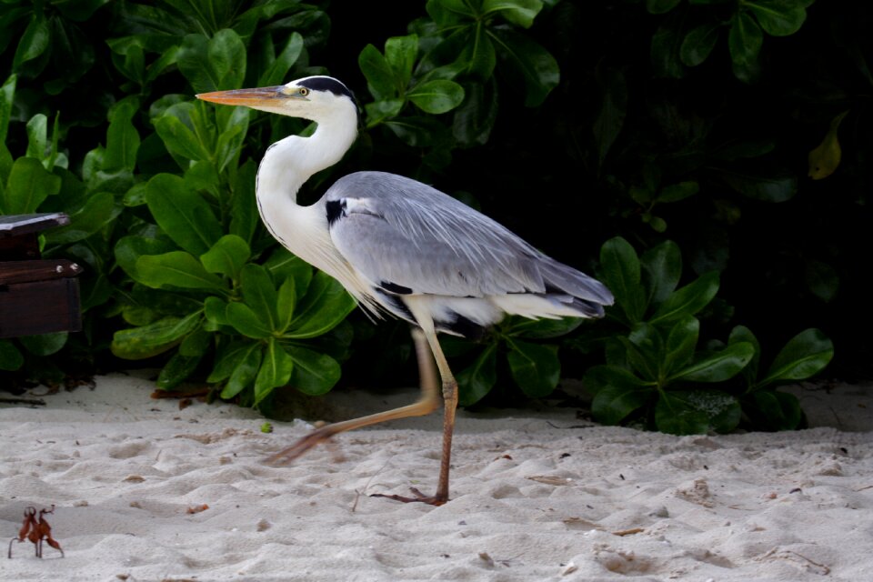 Outdoors animal beak