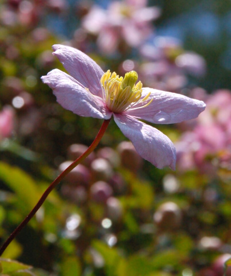 Flower flowers summer