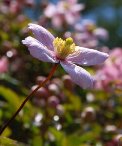 Flower flowers summer