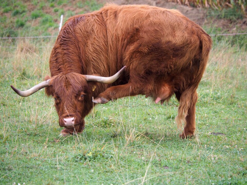 Highland beef itching funny