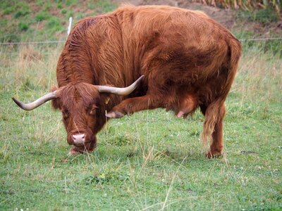 Highland beef itching funny