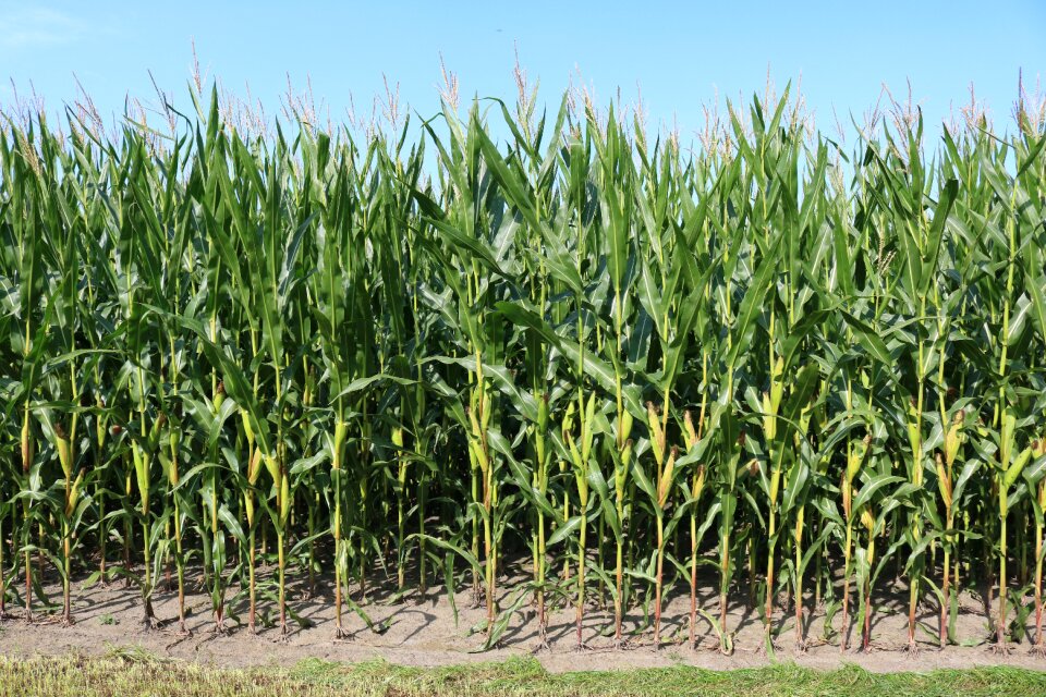 Cornfield harvest corn on the cob