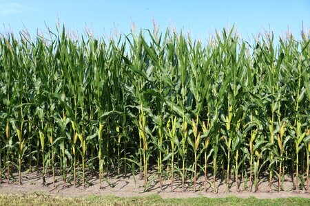 Cornfield harvest corn on the cob