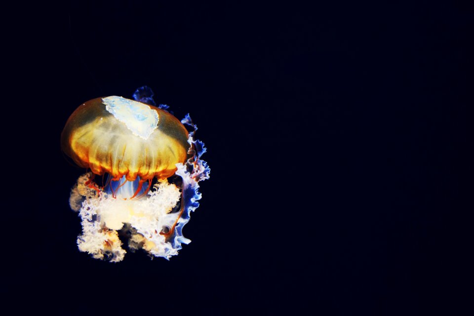 Light jellyfish aquatic