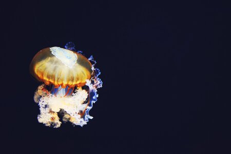 Light jellyfish aquatic