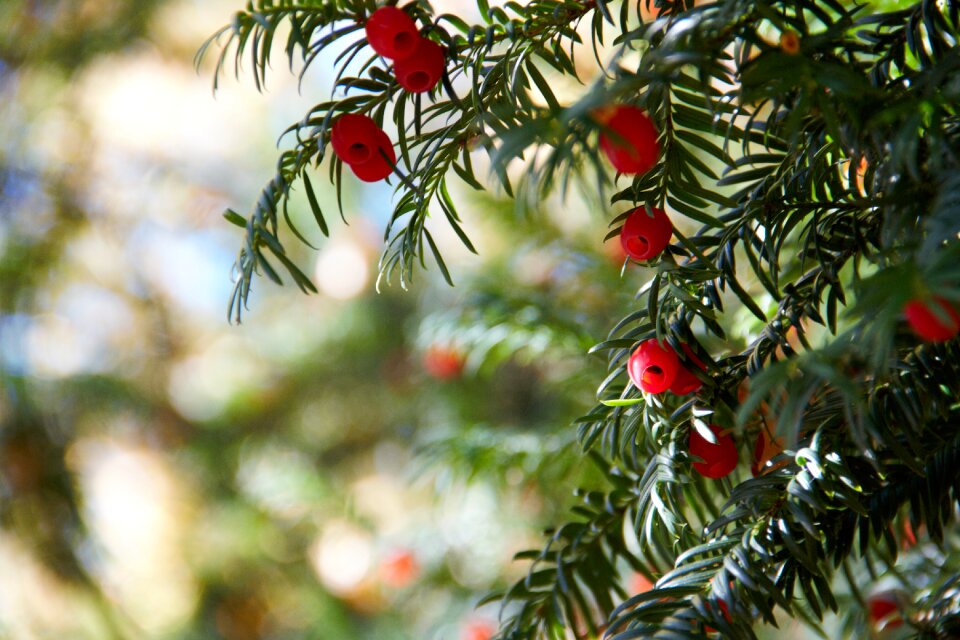 Toxic berry toxic seeds conifer