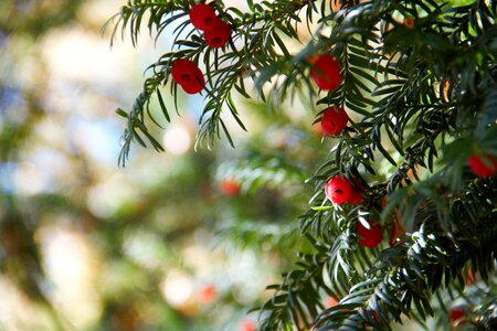 Toxic berry toxic seeds conifer photo
