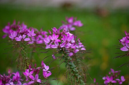 Close up macro pink flower photo