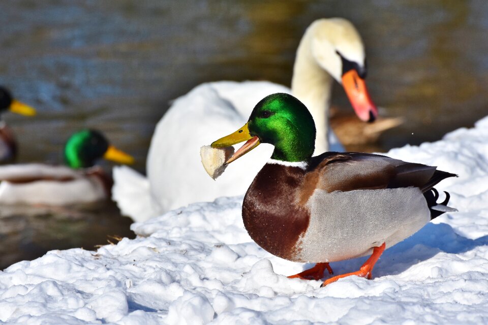 Mallard bird feather