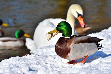 Mallard bird feather