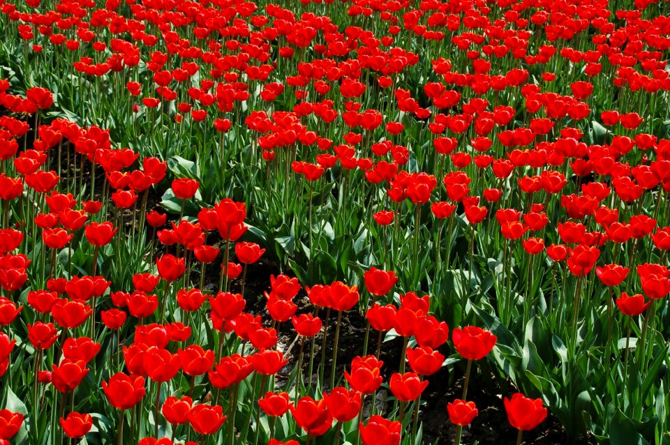 Tulip nature structure