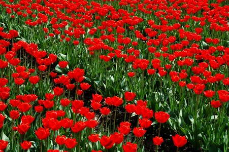 Tulip nature structure
