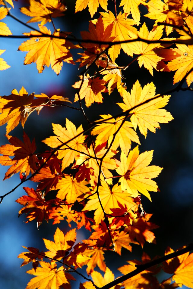 Wood yellow nature