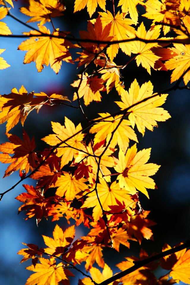 Wood yellow nature photo