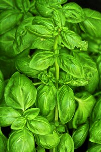 Herb ocimum basilicum sweet basil