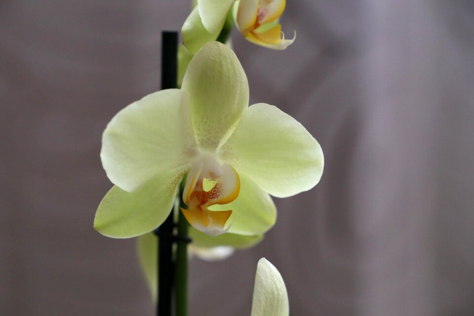 Plant floral spring