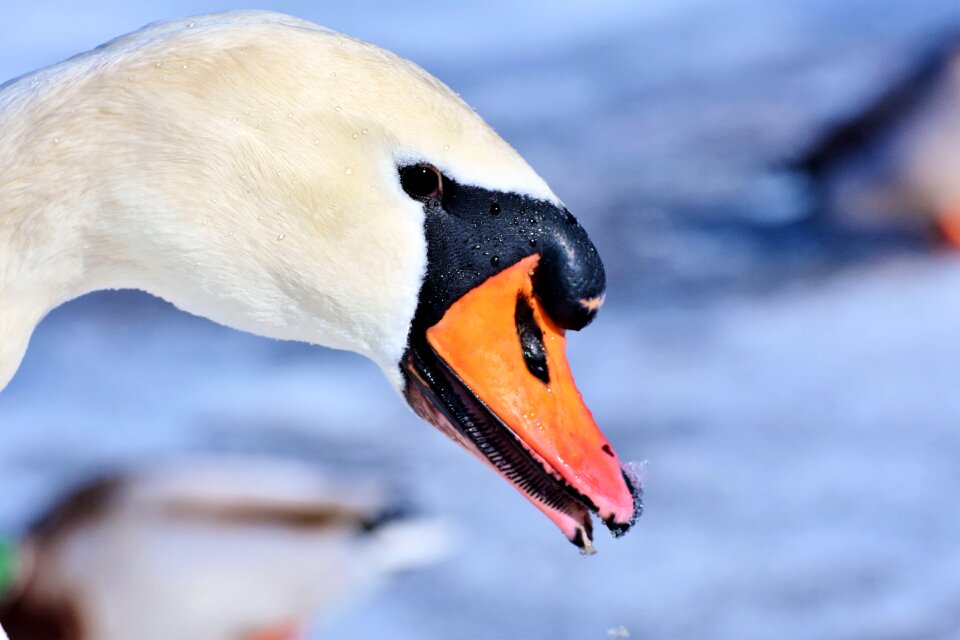 Pride waterfowl bird