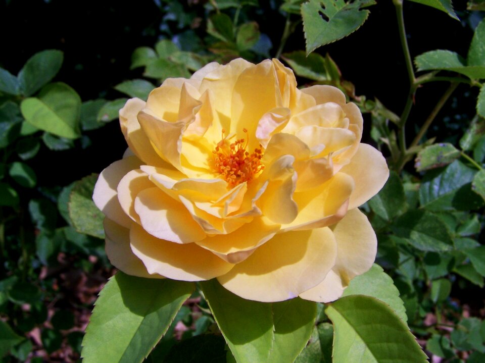 Tea rose summer flower garden