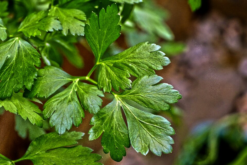 Petroselinum crispum hossein peterle