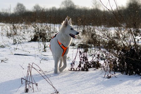 Ice outdoors dog