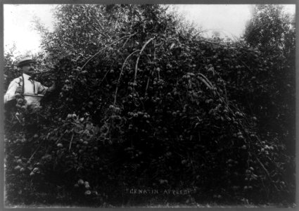 Genatin-apples LCCN93510122