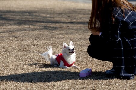 Puppy walk cute photo