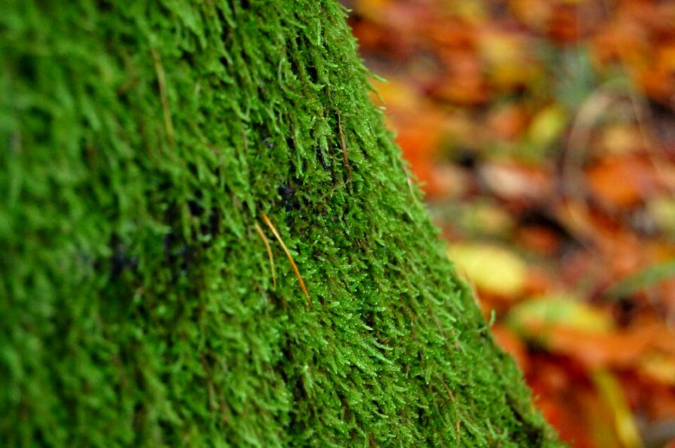 Plant texture mecklenburg
