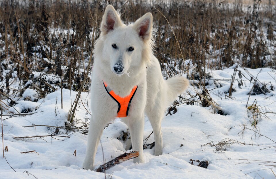 Frosty ice dog swiss white shepherd