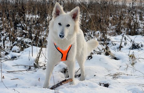 Frosty ice dog swiss white shepherd