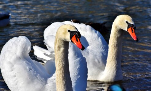 Pride waterfowl bird photo