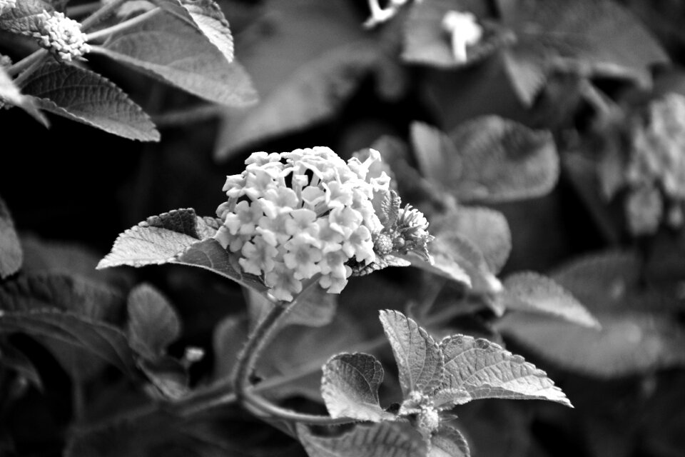 Bunch of small flowers monochrome white flowers