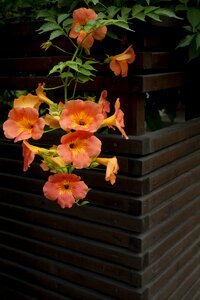 Flowers vines plant damme