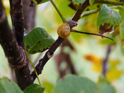 Shell mollusk animal photo