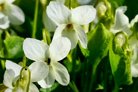 Plant nature insect