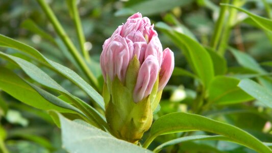 Flowering shrub rosebud vernal