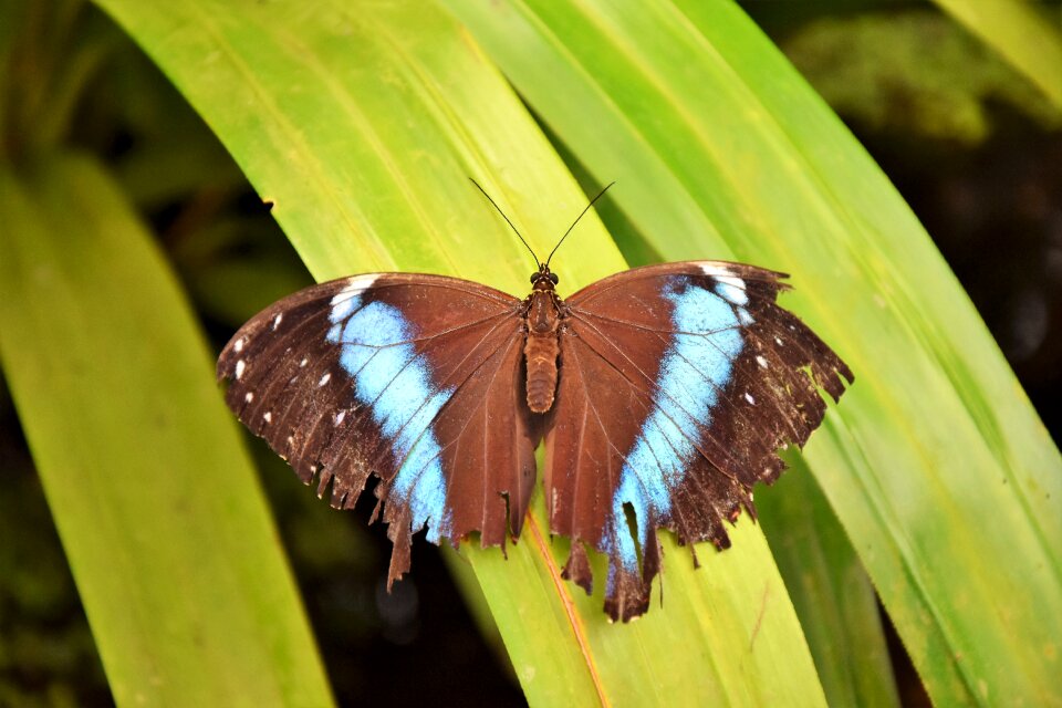 Nature close up flying photo