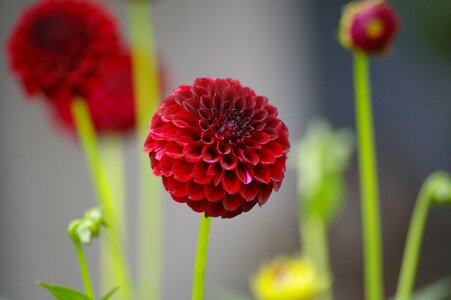 Dahlia garden garden plant garden photo