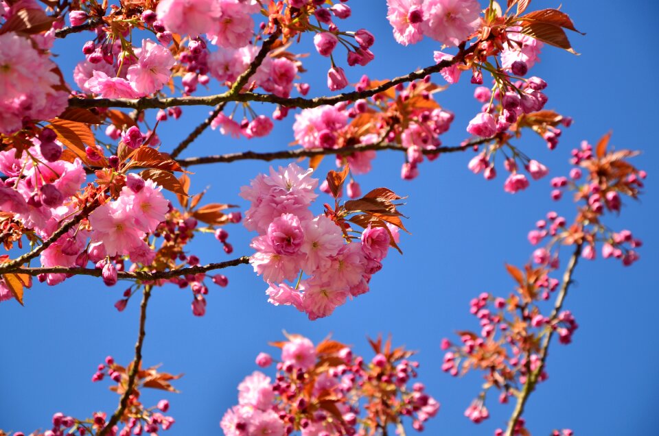 Blossom bloom japanese cherry trees photo