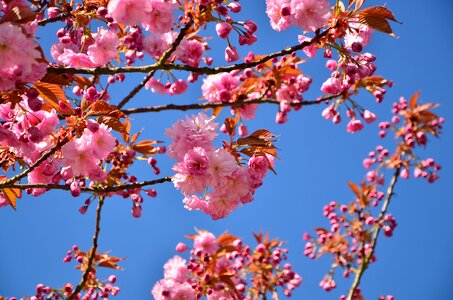 Blossom bloom japanese cherry trees photo