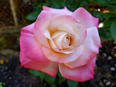 Rose bloom blossom photo