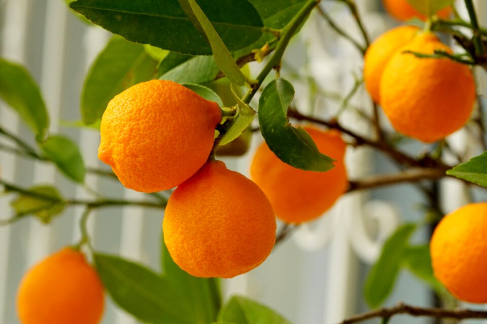 Juicy citrus fruit orange