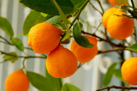 Juicy citrus fruit orange photo