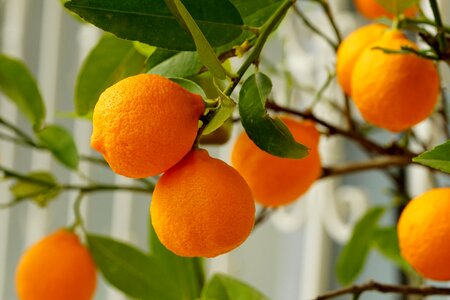 Juicy citrus fruit orange