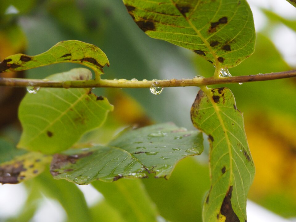 Nature green leaves