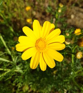 Summer petal floral