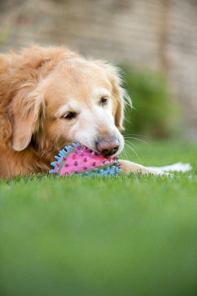 Golden retriver dog garden