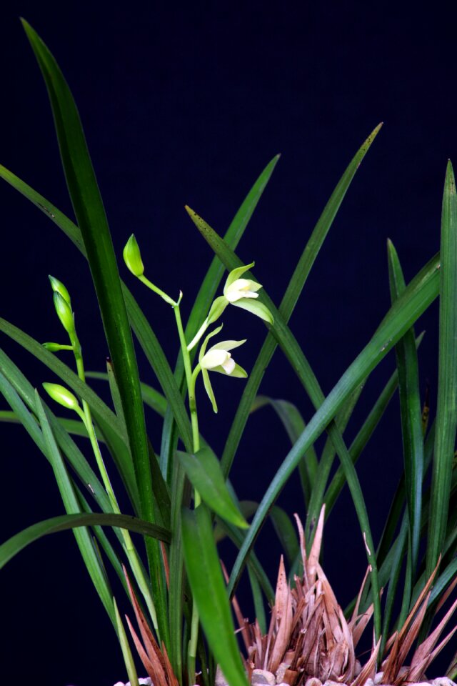 I flowers herb